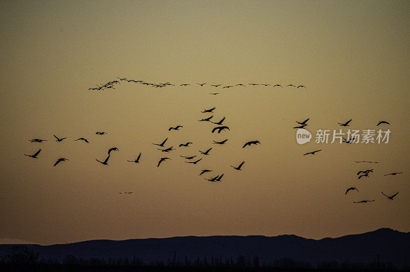 沙丘鹤(Antigone canadensis)是北美大型鹤的一种。Woodbridge生态保护区(又名Isenberg鹤保护区)。准备晚上降落。